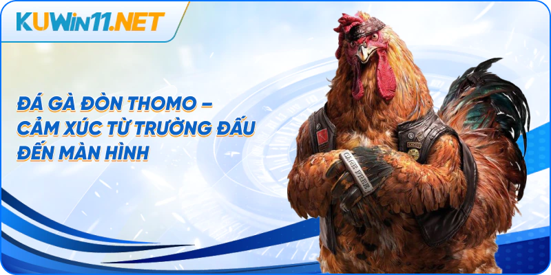 Đá gà đòn Thomo